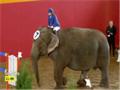 Elephant Showjumping