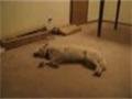 Sleepwalking Dog Sleepwalking Dog