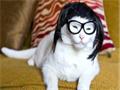 Kitty Wigs Kitty Wigs