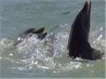 Dolphins