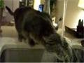 Funny Cat Video