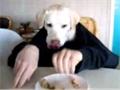 Yellow Lab