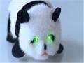 Panda Panda Bear