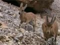 Amazing Animal
