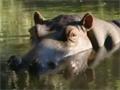 Jessica The Hippo