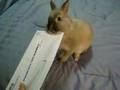 Bunny Mail