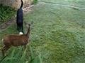Dog and Deer