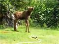 Moose In Sprinkler