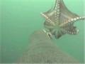 Sea Lion Attacks Octopus