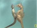 Sea Horses