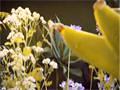 Flower Power