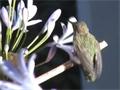 Hummingbird