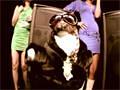 Rap Cat