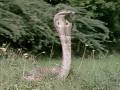 Mongoose Vs Cobra