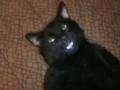 Talking Cat