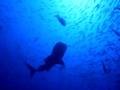 Whale Shark