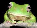 Cooking A Frog