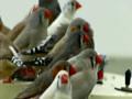Guitar Birds