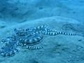 Mimic Octopus
