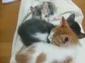 Sleepy Cats