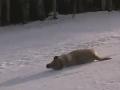 Dogs Sledding