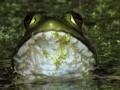 Bullfrog
