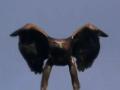 GoldenEagle
