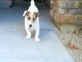 Jesse the Dog