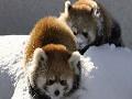 Red Panda