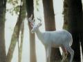White Deer
