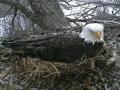 Eagles