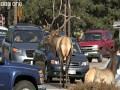 Estes Park Elk