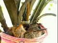 Hummingbird Webcam