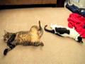 Mean Kitty Tail Boxing