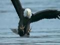 Eagle Fishing