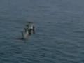 Osama's Buriel at Sea