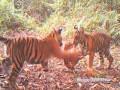 Tiger Cubs