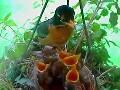 Robins Nest