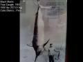 World Record Fish