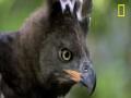Eagle Vs Water Chevrotain