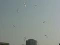 Kite Flying
