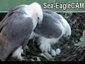 Sea Eagle Webcam