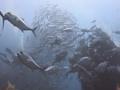 Bali Diving