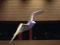 Flying Robot