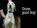 Marathon Dog