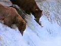 Bears Salmon Fishing
