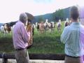 Jazz For Cows