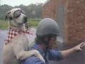 Motorcycle Dog