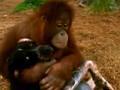 Orangutan and Hound
