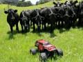 RC Car and Cows